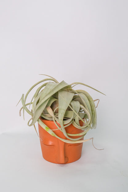 Tillandsia Xerographica