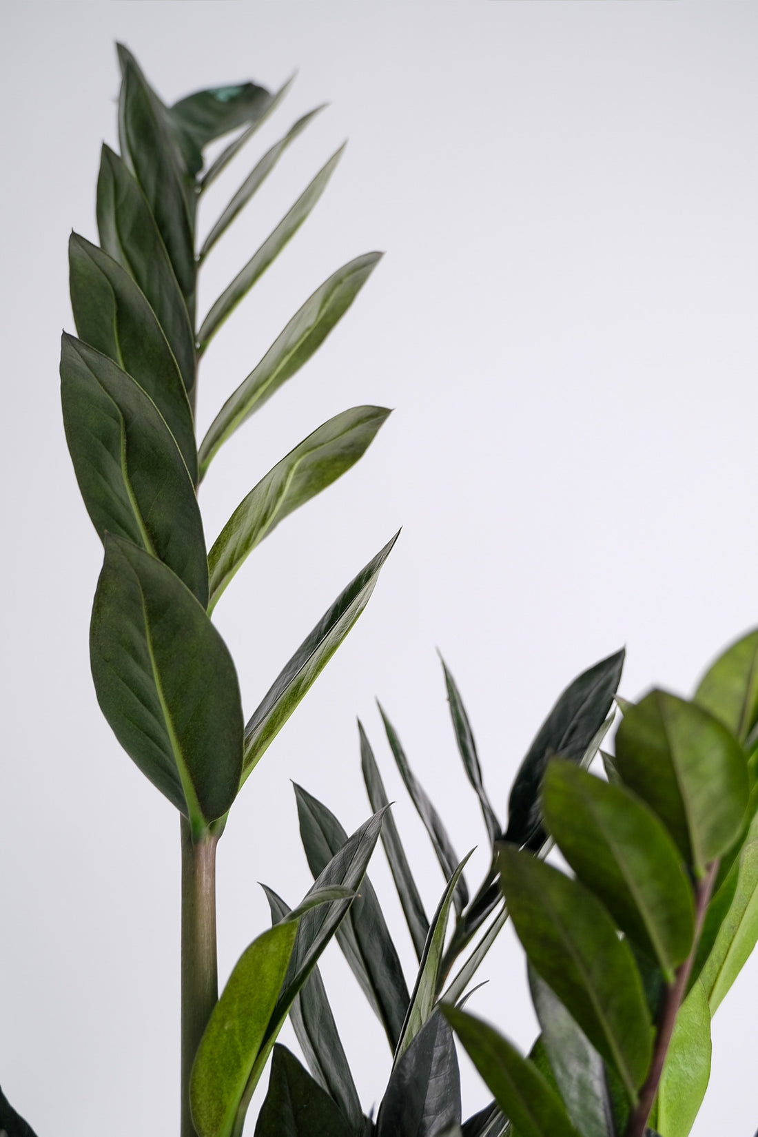 Zamioculcas Raven - 1
