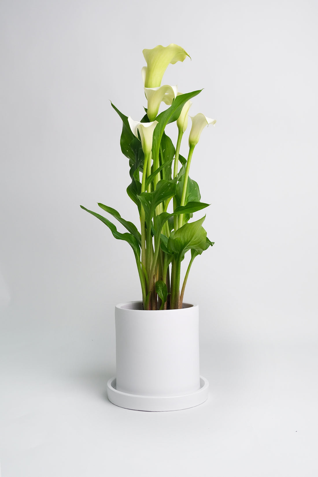 Calla mix - Image 1