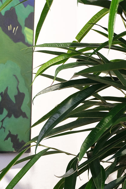 Ficus Bin Alii Twisted - Image 1