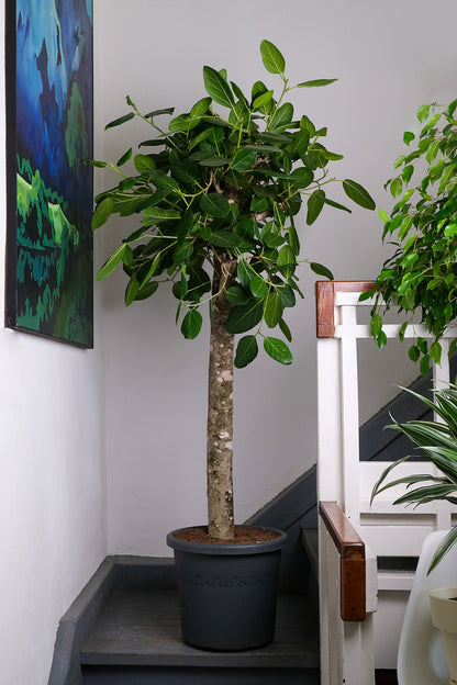Ficus Audrey on Old Stem - Image 1