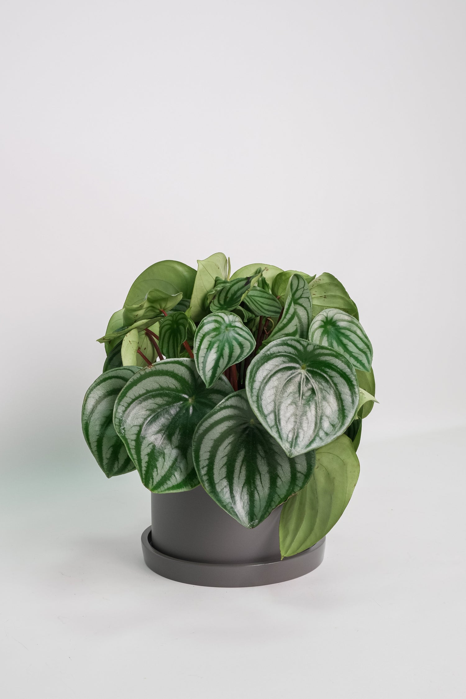 Peperomia Watermelon - Image 1