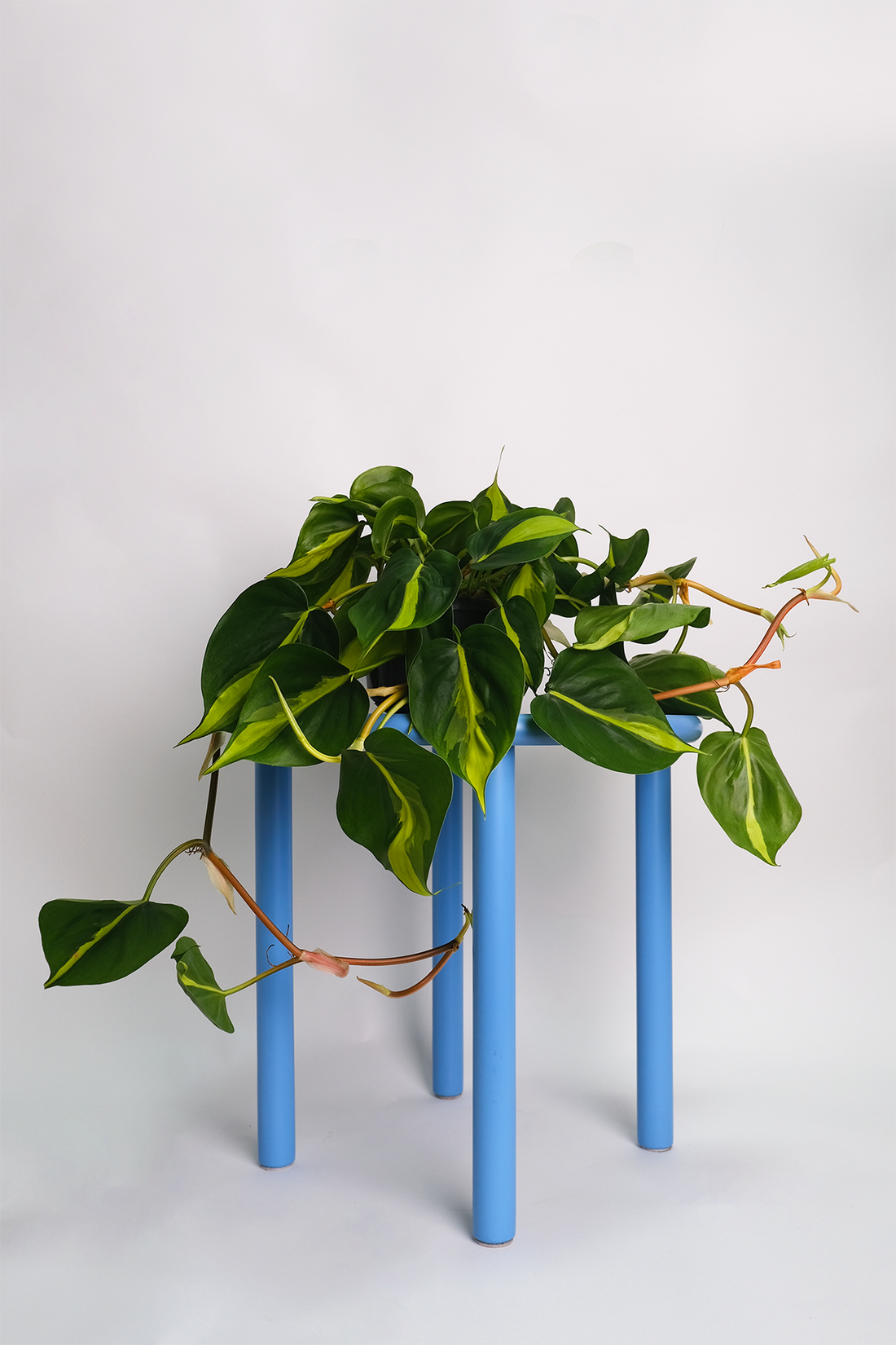 Philodendron Brasil - 1