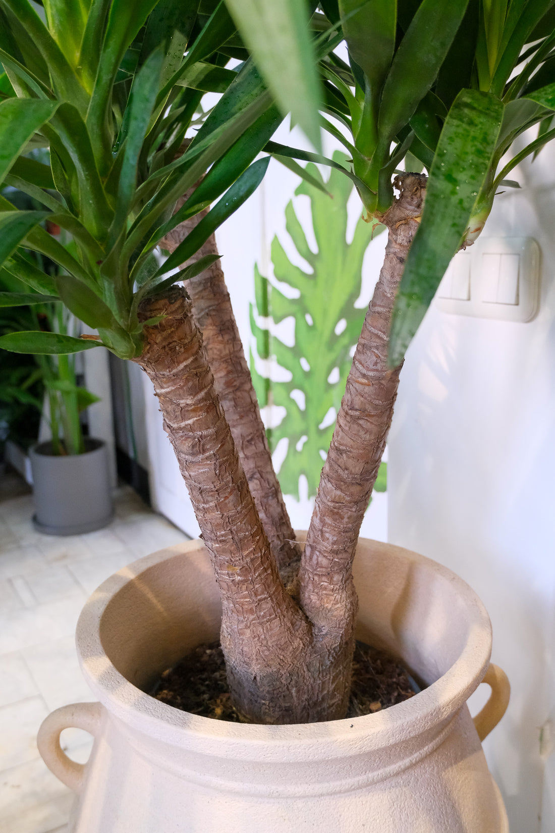 Yucca Branched - Image 1