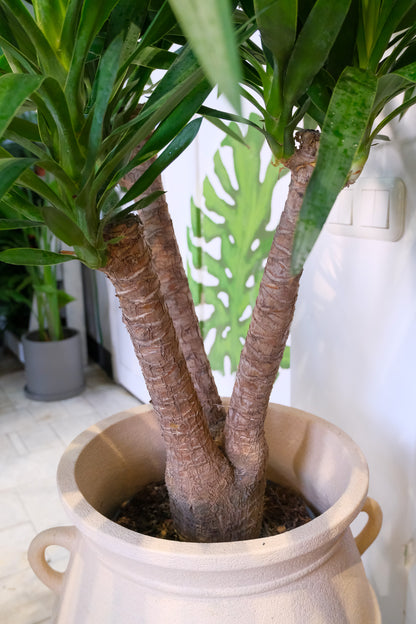 Yucca Branched - Image 1