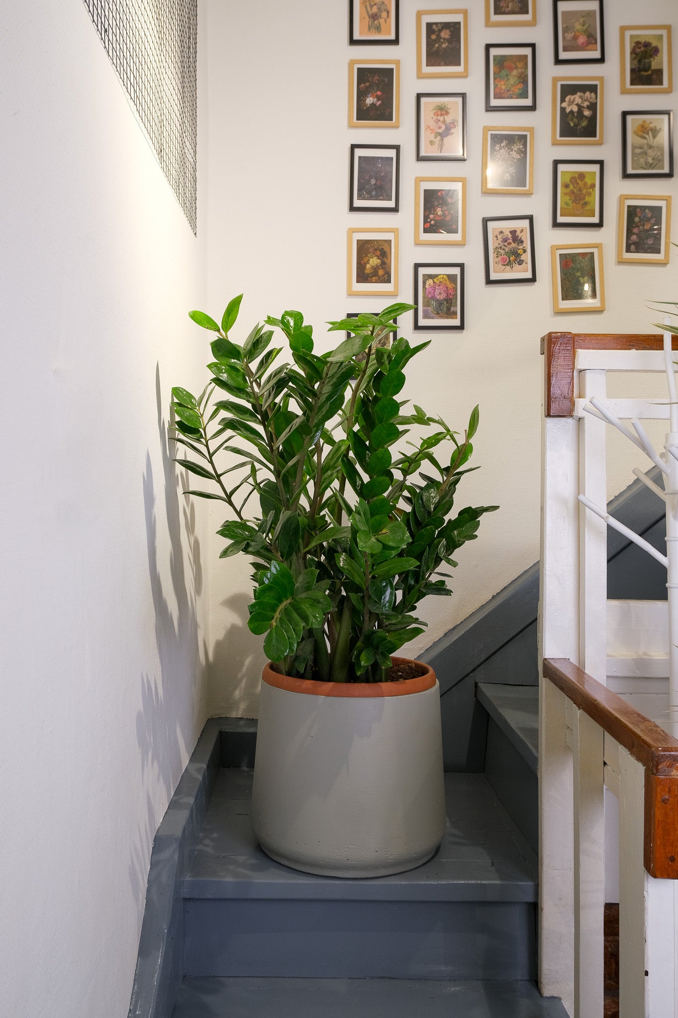 Zamioculcas - 11