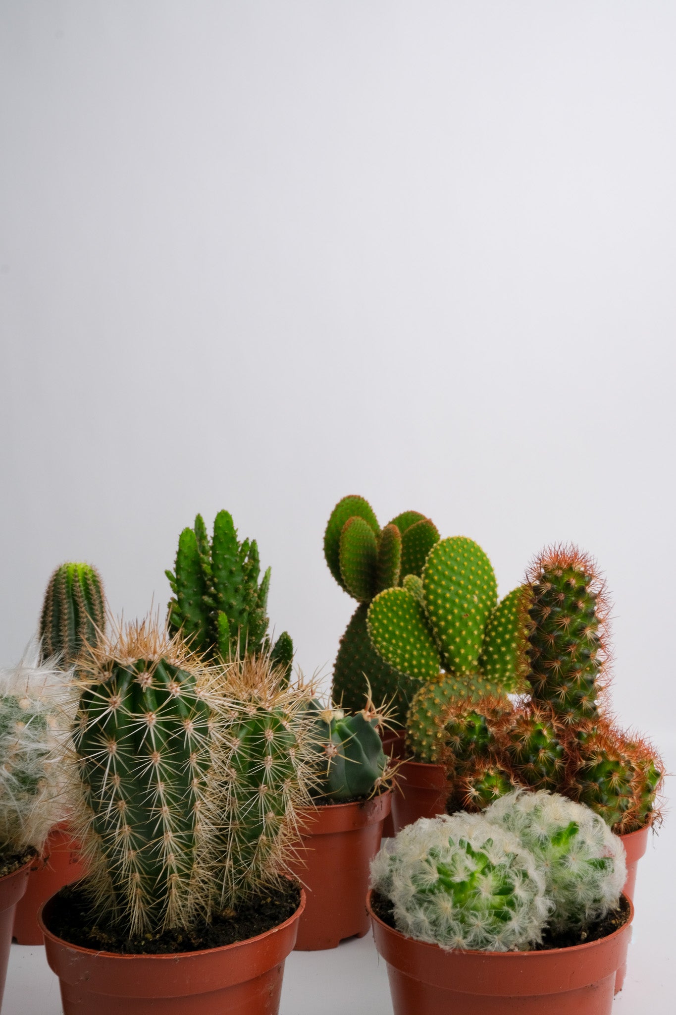 Cactus Mix - Image 2