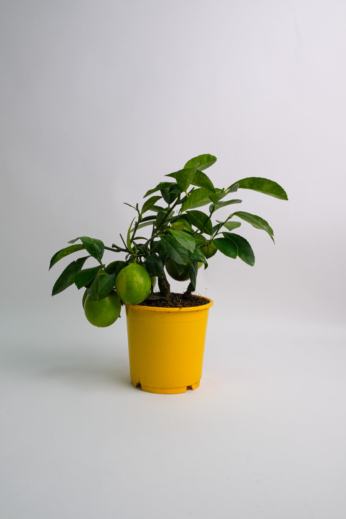 Citrus Lemon bush - Image 2