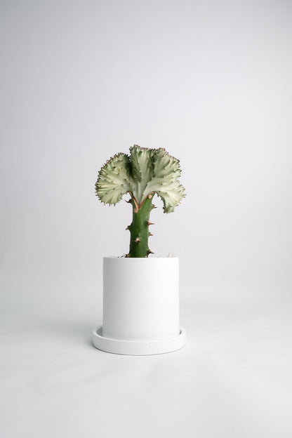 Euphorbia Lactea Cristata