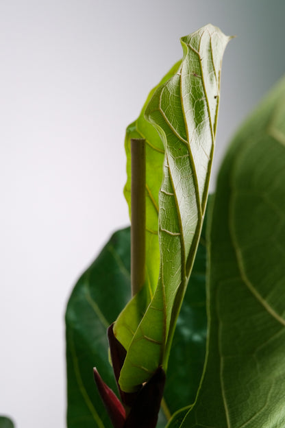 Ficus Lyrata - Image 2