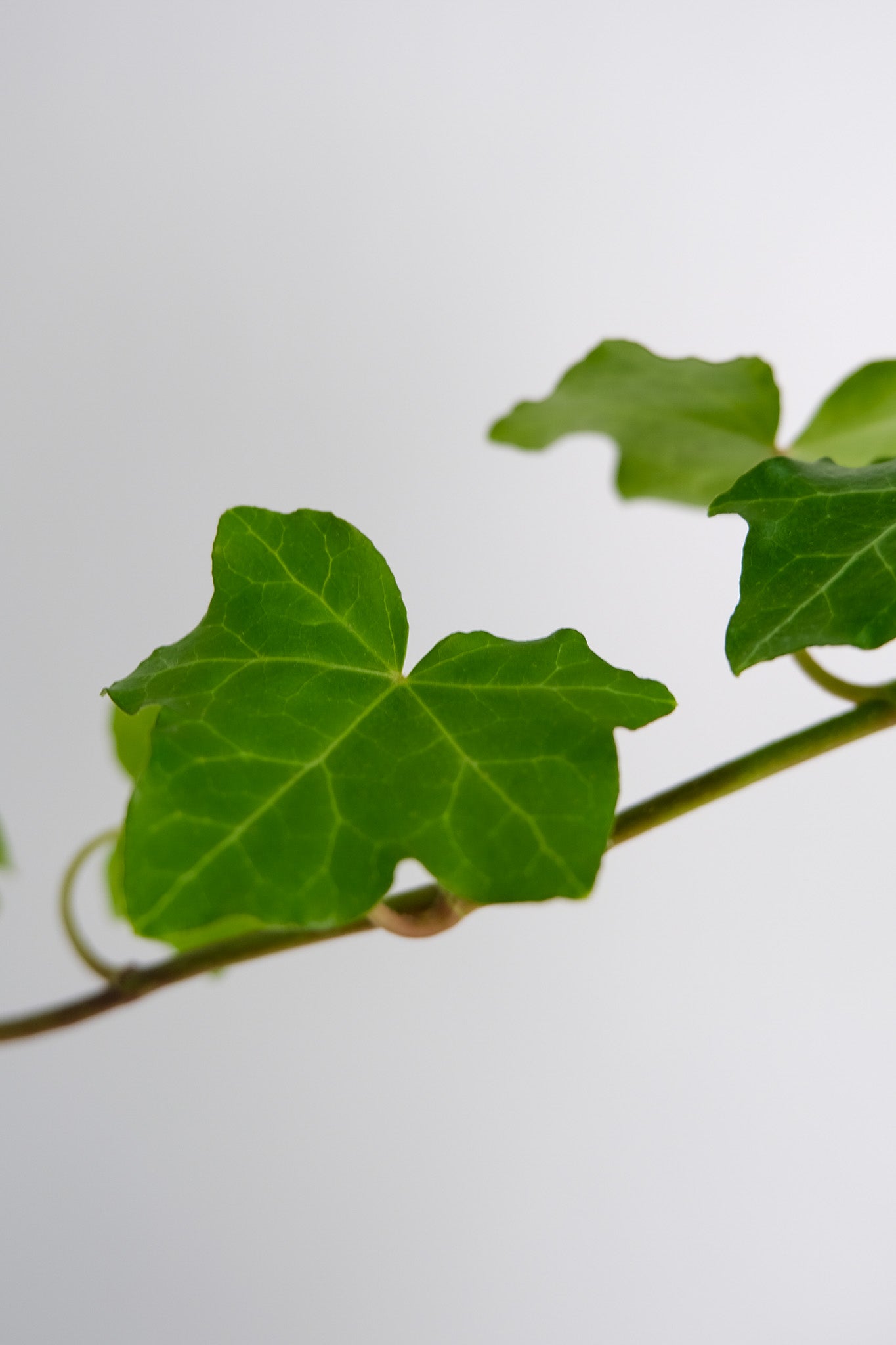 Hedera exterior - Image 2