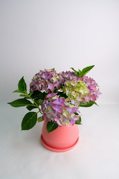 Hortensie blue - Image 2