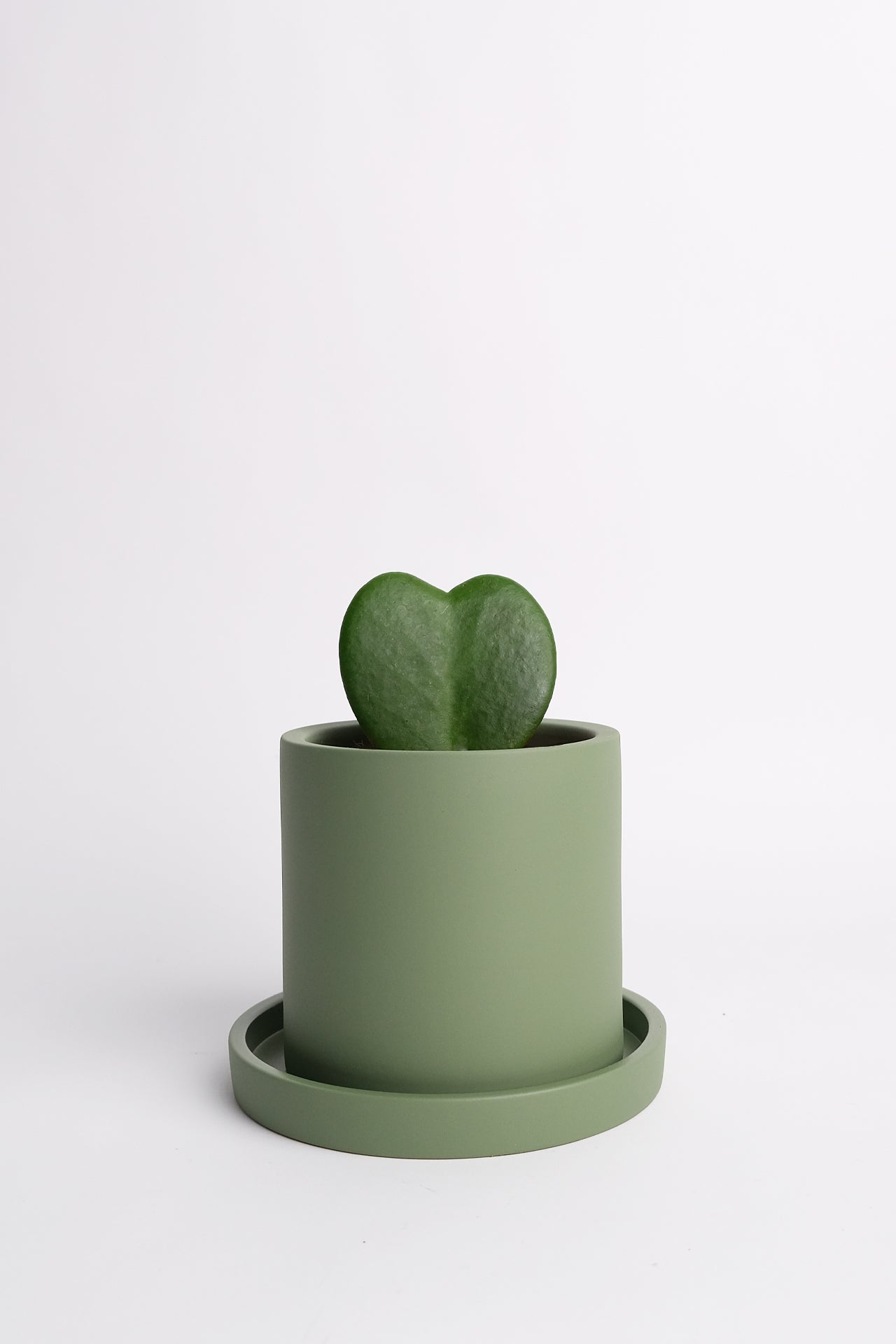 Hoya heart - Image 01