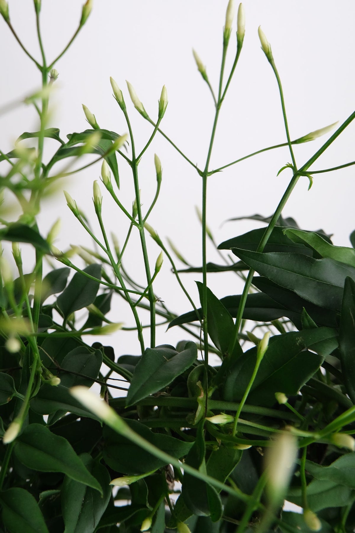 Jasmin Polyanthum