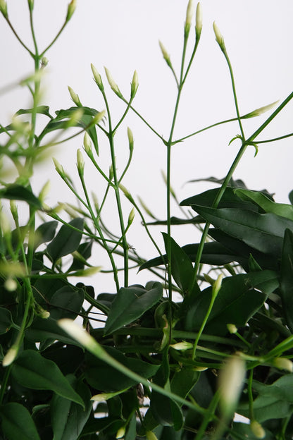 Jasmin Polyanthum