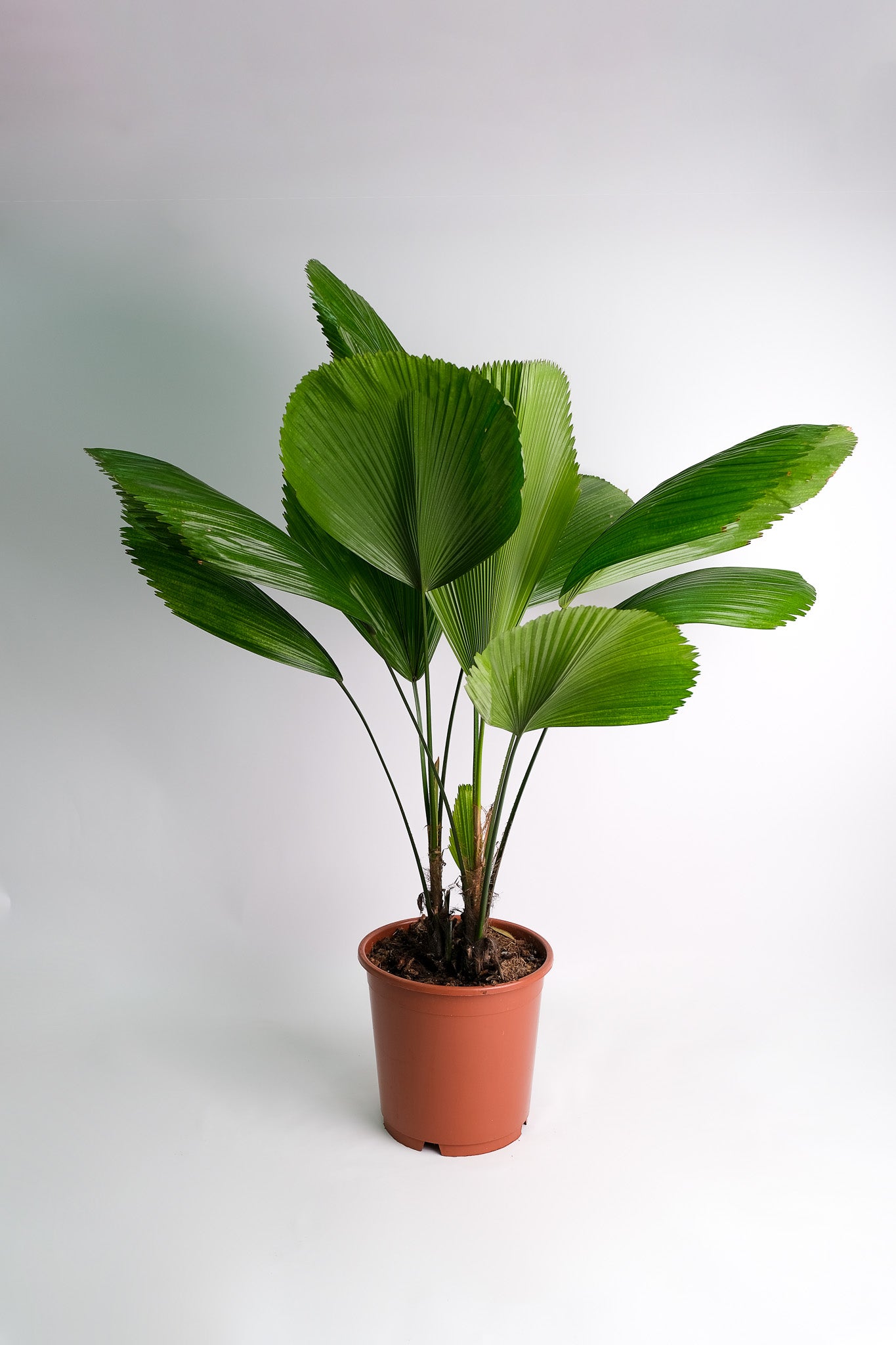 Licuala Grandis - Image 2