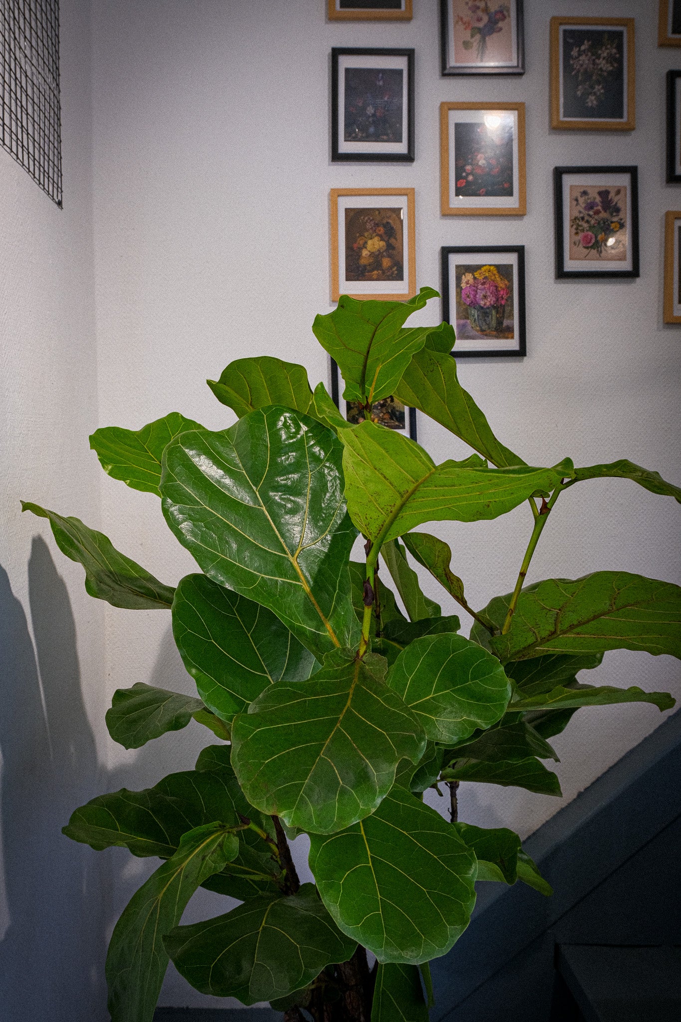 Ficus Lyrata Branched - Image 4