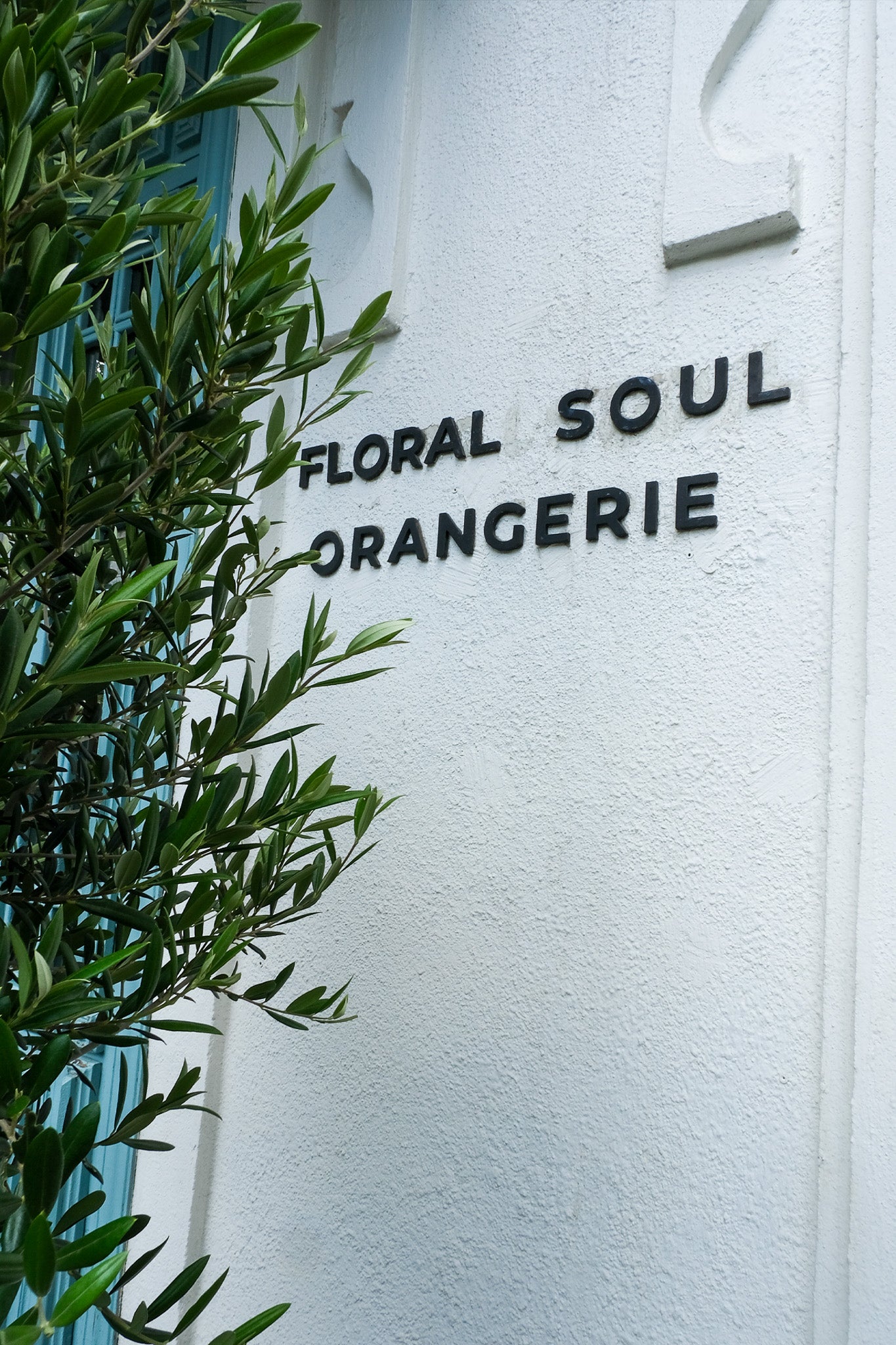 Maslin on Old Stem - Image 2