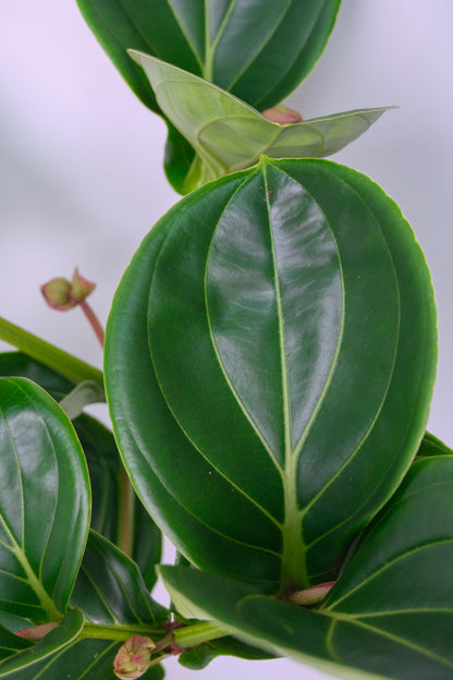 Medinilla magnifica - Image 2
