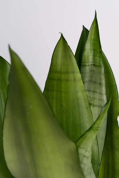 Sansevieria Moonshine - Image 2