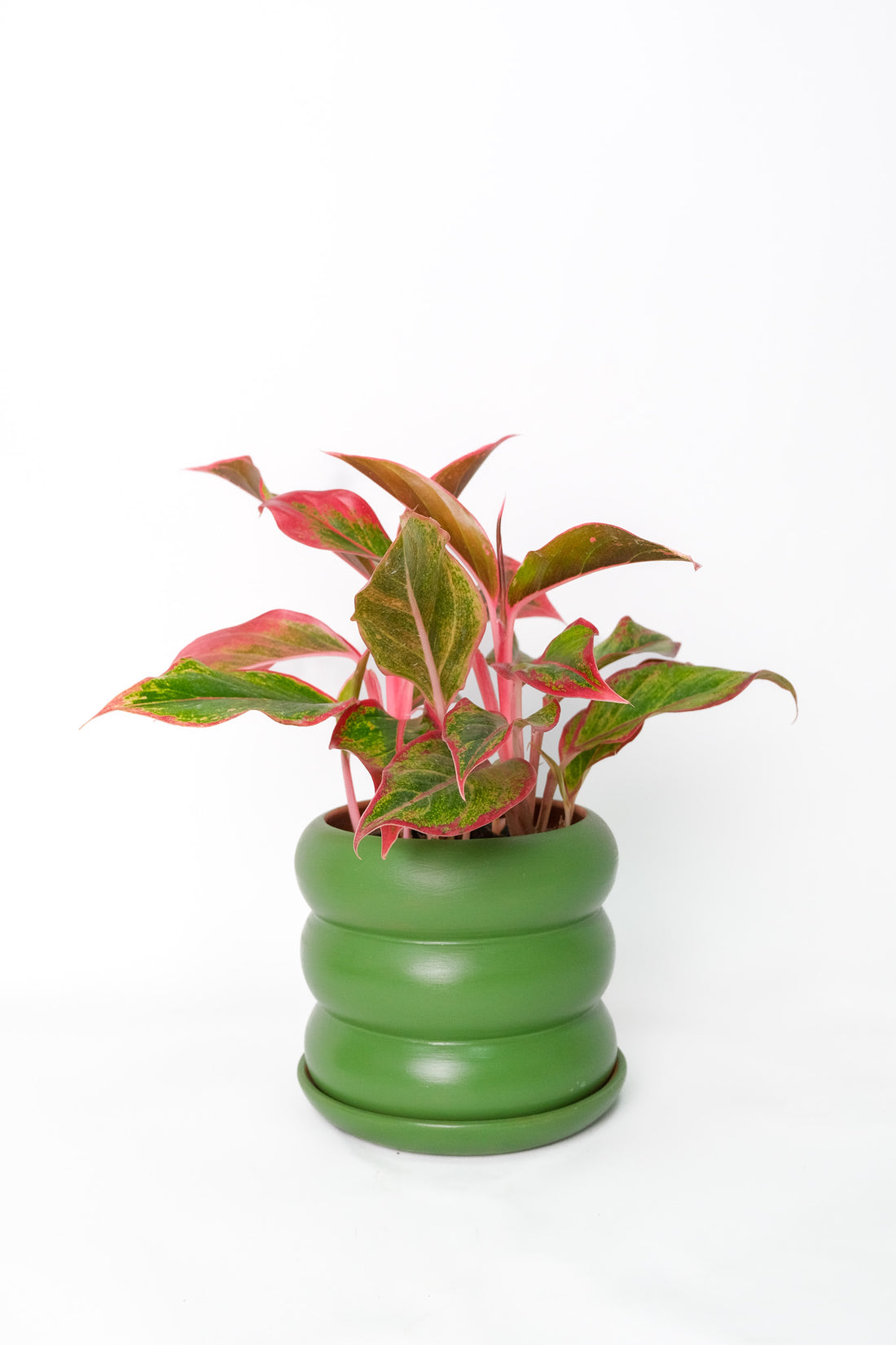 Aglaonema Crete - 2