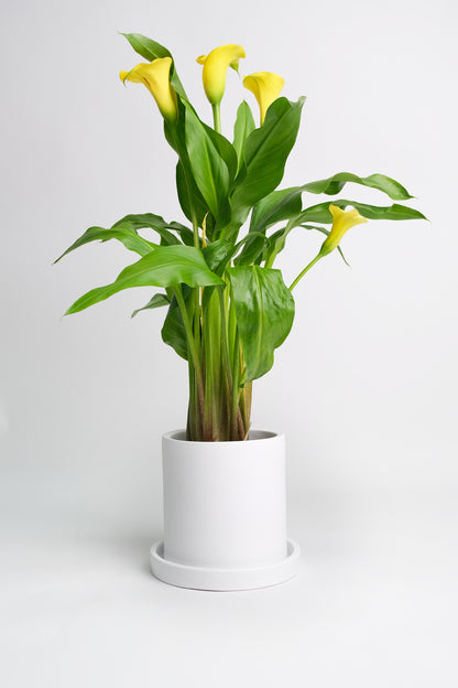 Calla mix - Image 2