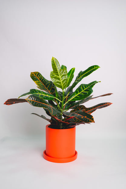 Croton Excellent - Image 2