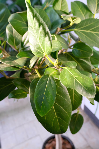 Ficus Audrey on Stem - Image 2