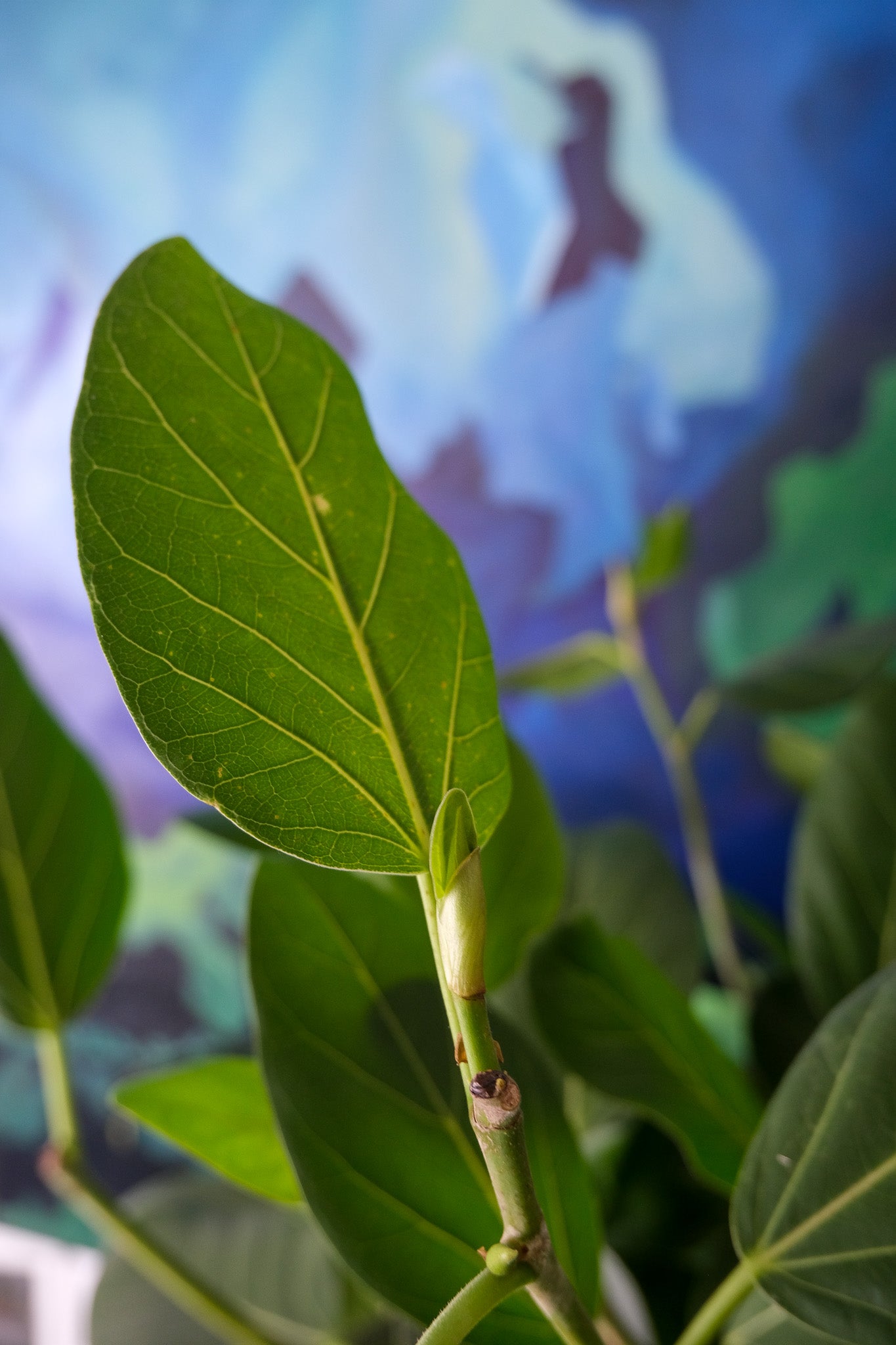 Ficus Audrey on Old Stem - Image 2