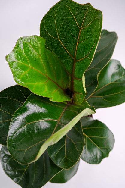 Ficus Lyrata Bambino - Image 2