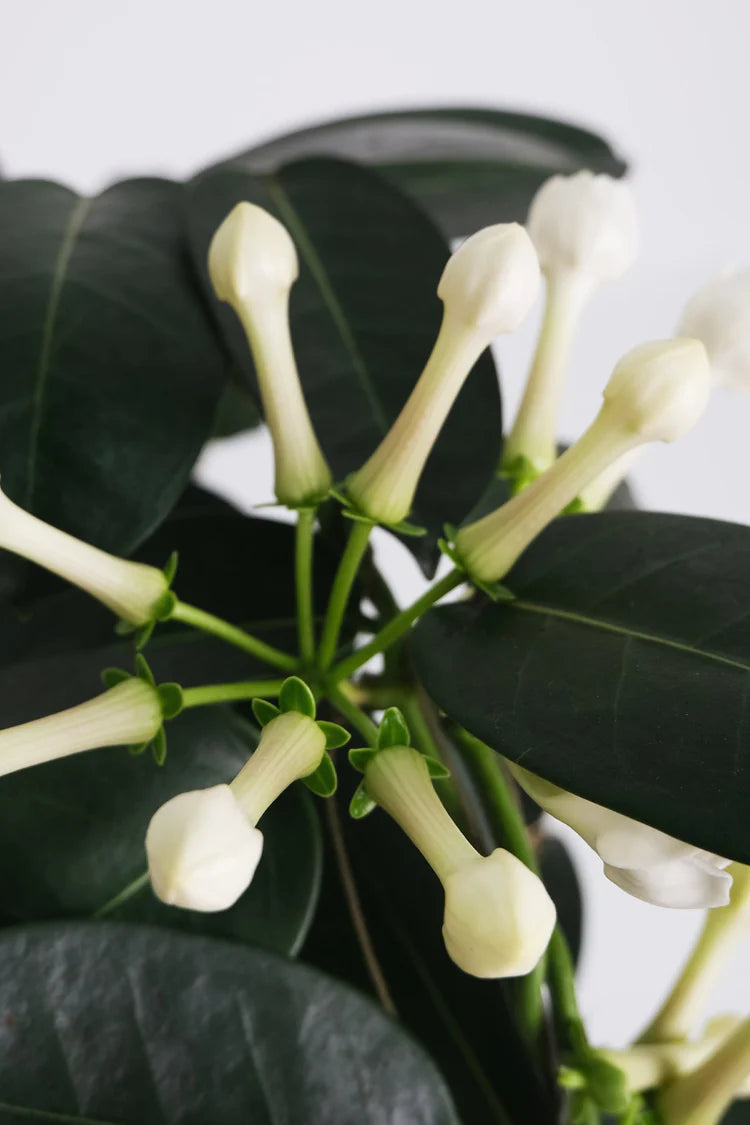 Jasmine Stephanotis