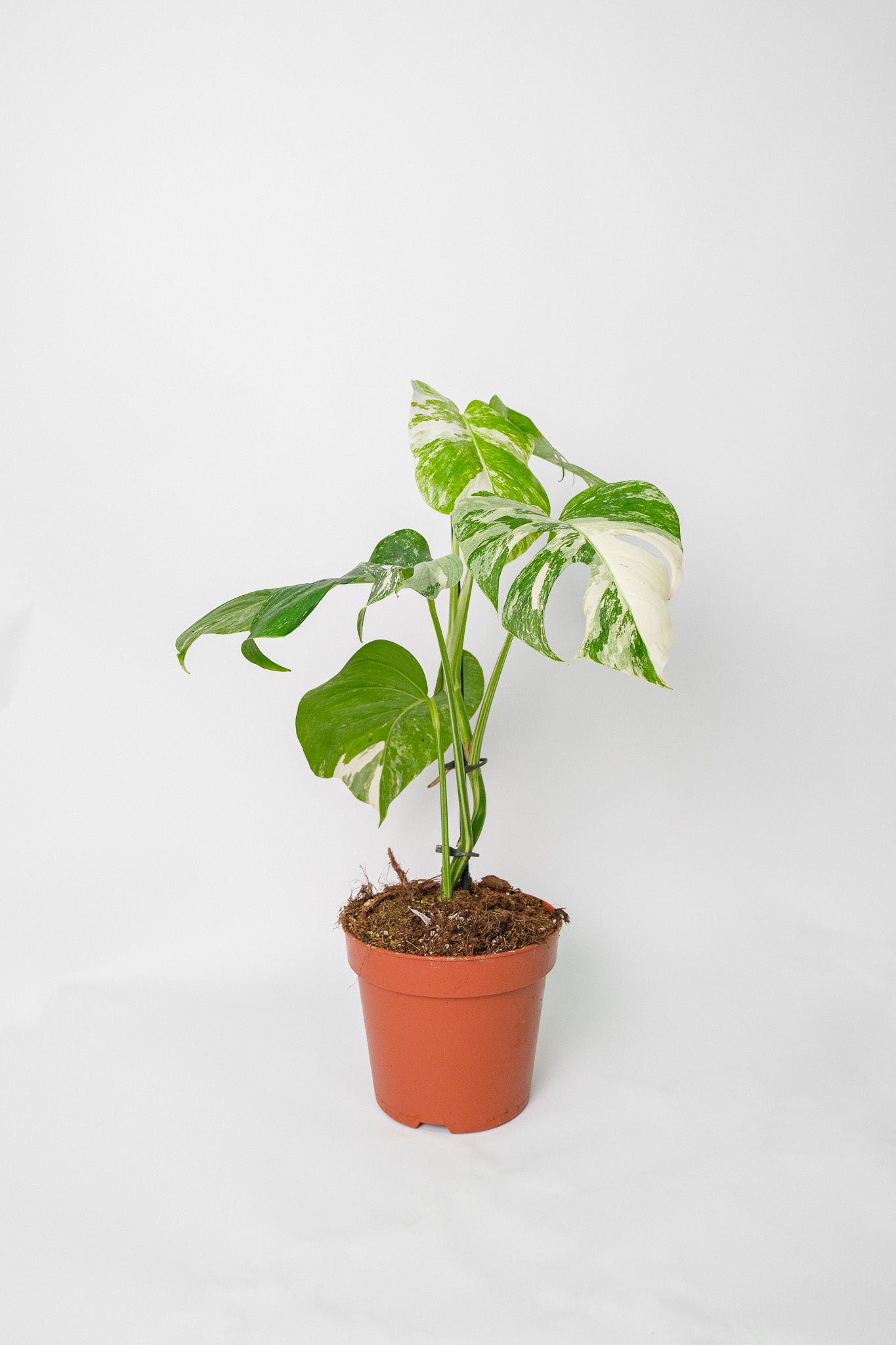 Monstera Deliciosa pestrița - Image 2