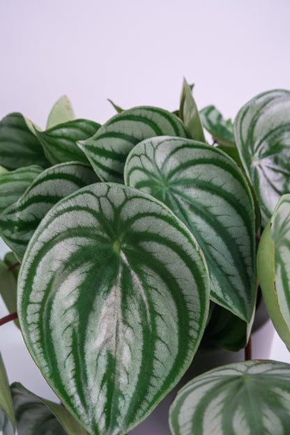 Peperomia Watermelon - Image 2