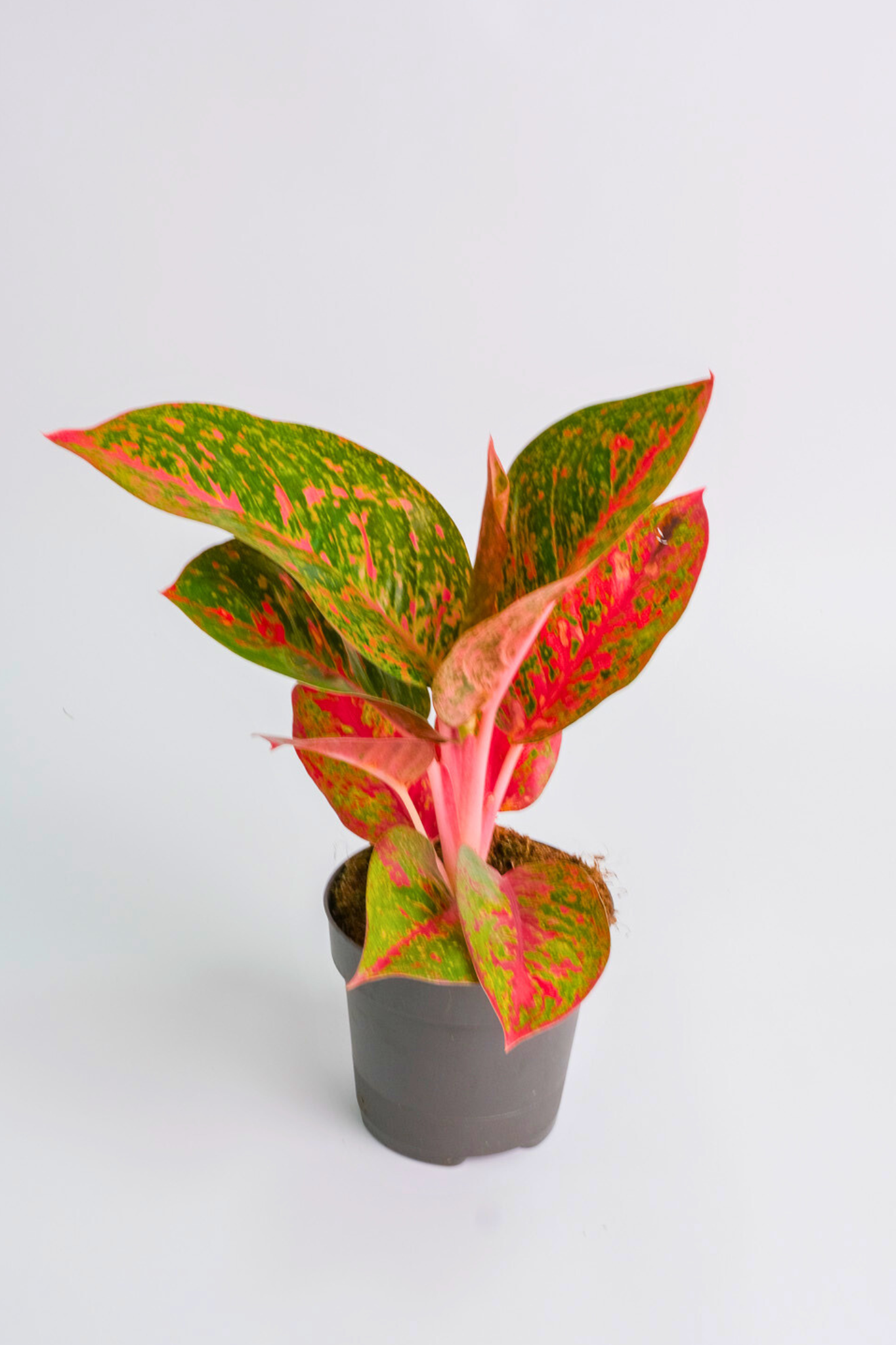 Aglaonema Red Sprinkles
