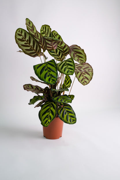 Calathea Makoyana - Image 2