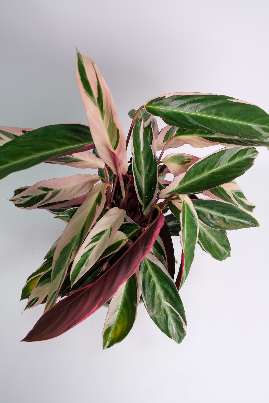 Calathea Triostar - Image 3