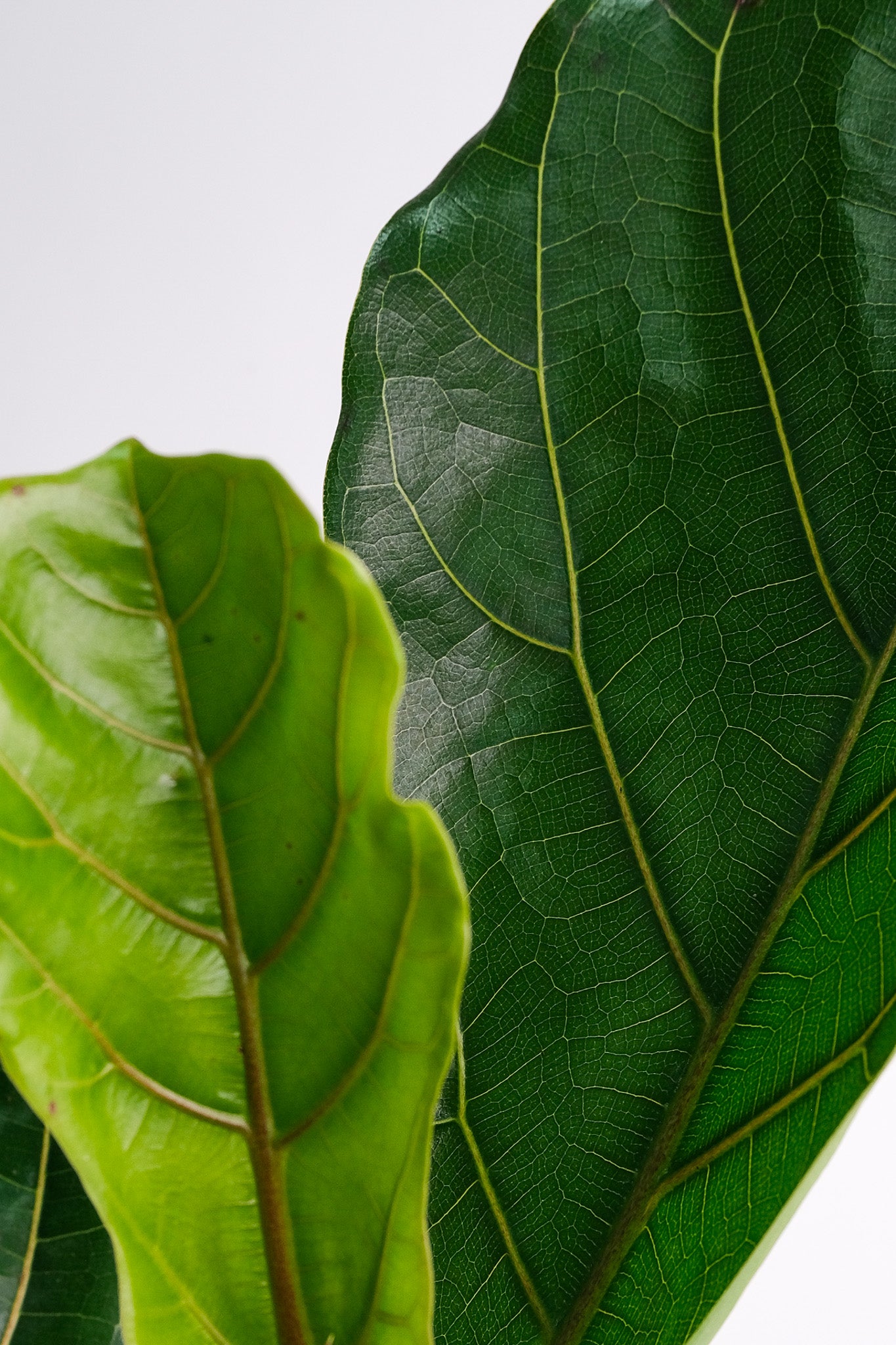 Ficus Lyrata Branched - Image 5