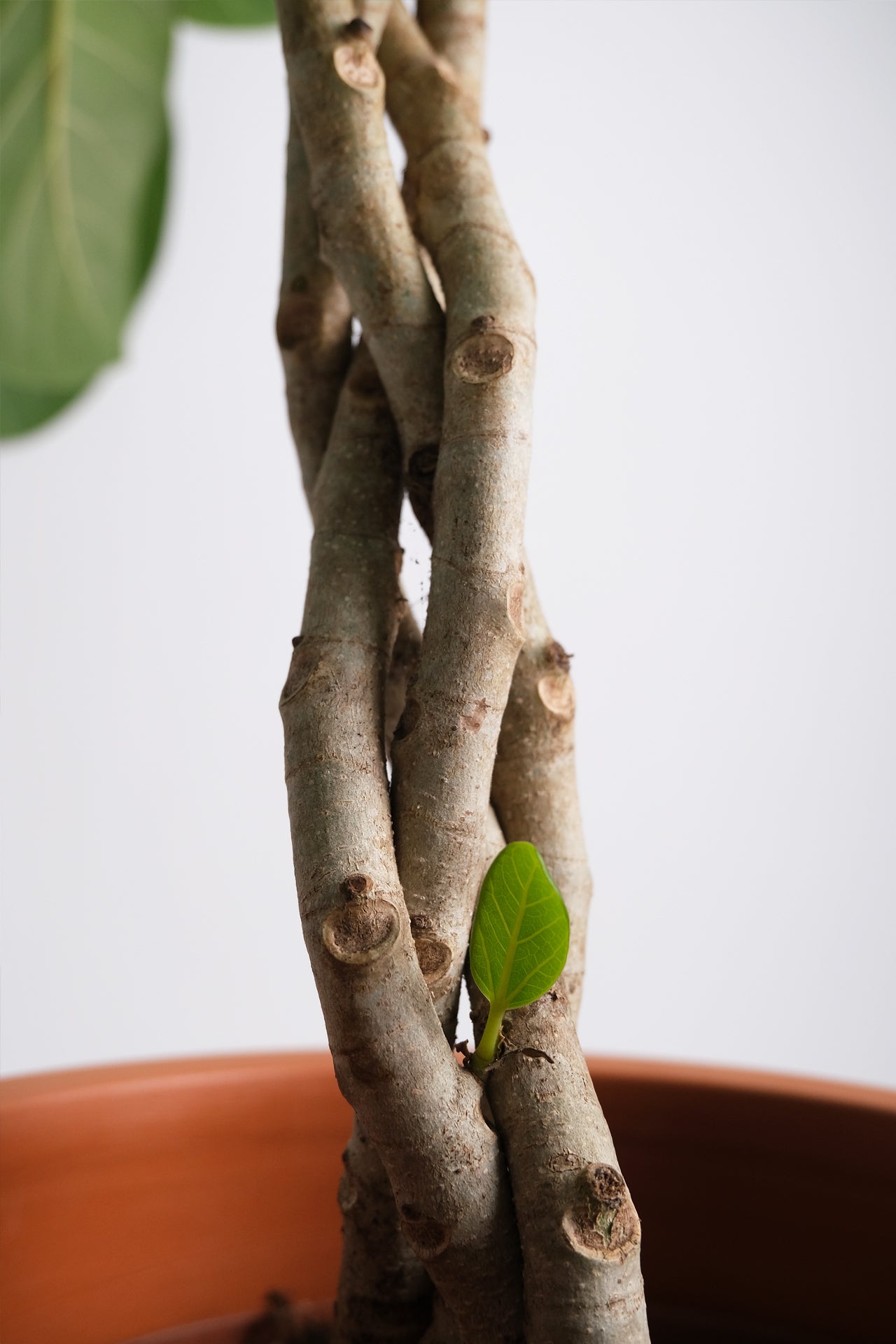 Ficus Audrey Twisted - Image 3