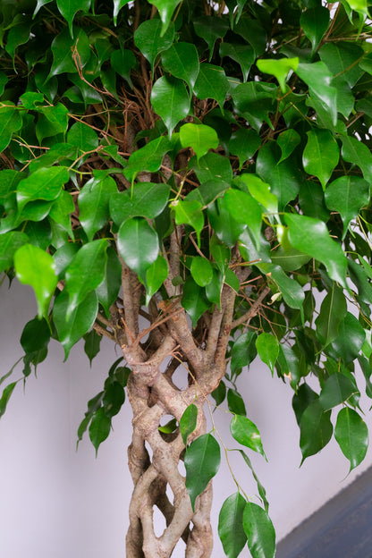 Ficus Be Exotica Stem Cilinder