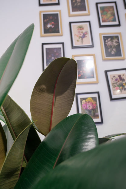 Ficus Robusta