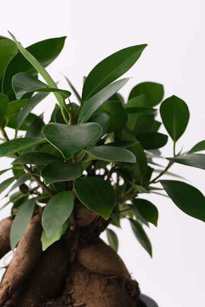 Ficus Ginseng - Image 3