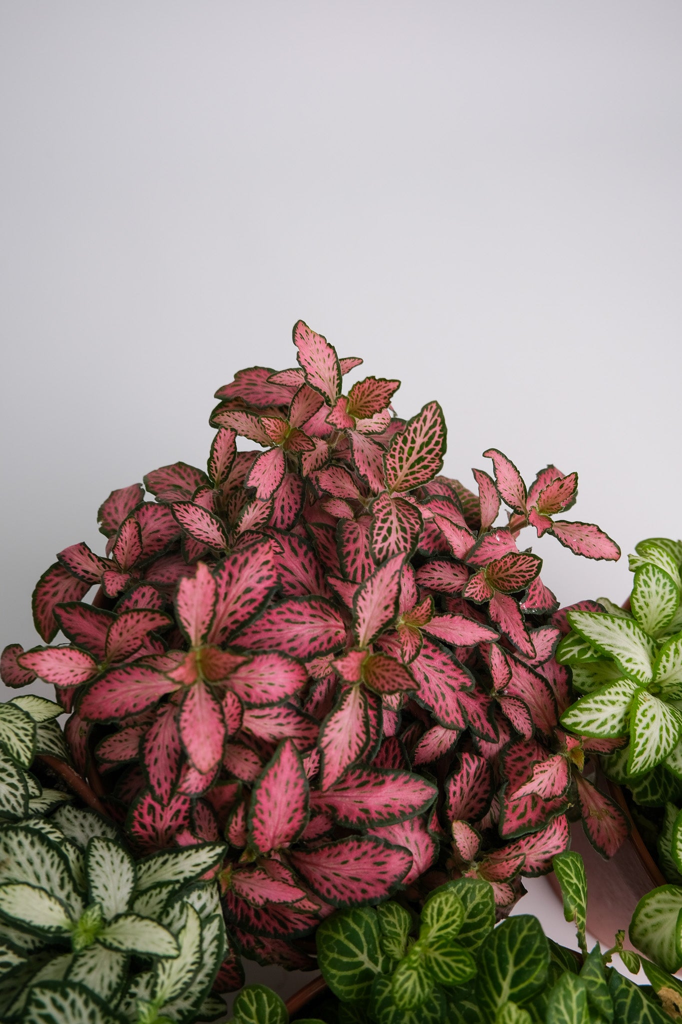Fittonia mix - Image 3