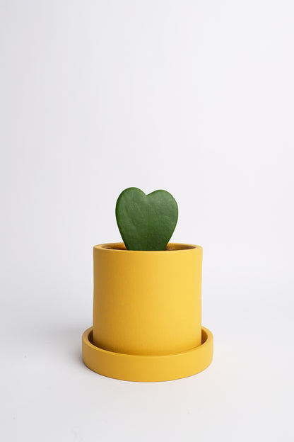 Hoya heart - Image 02