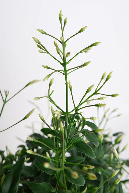 Jasmin Polyanthum