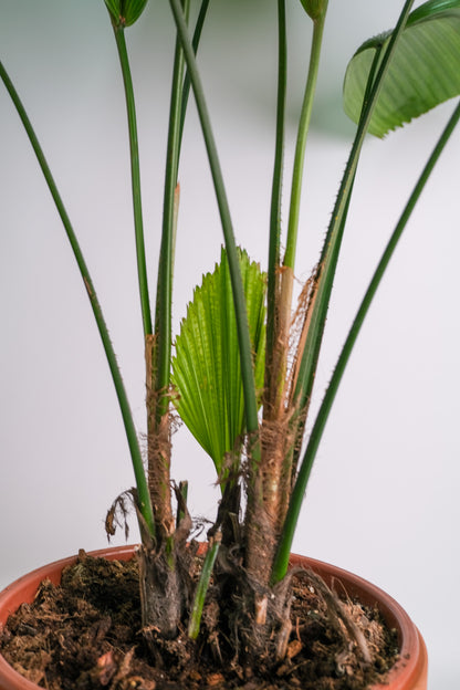 Licuala Grandis - Image 3