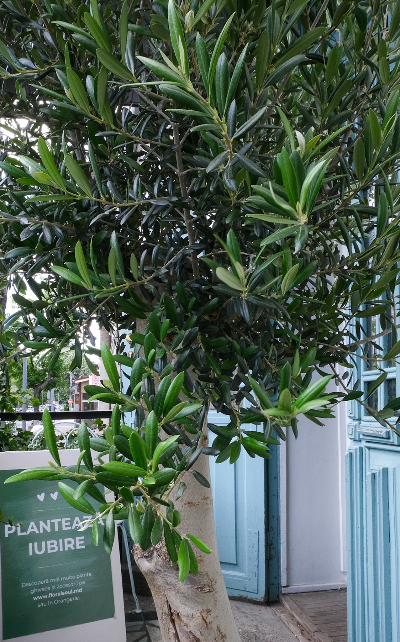 Maslin on Old Stem - Image 3