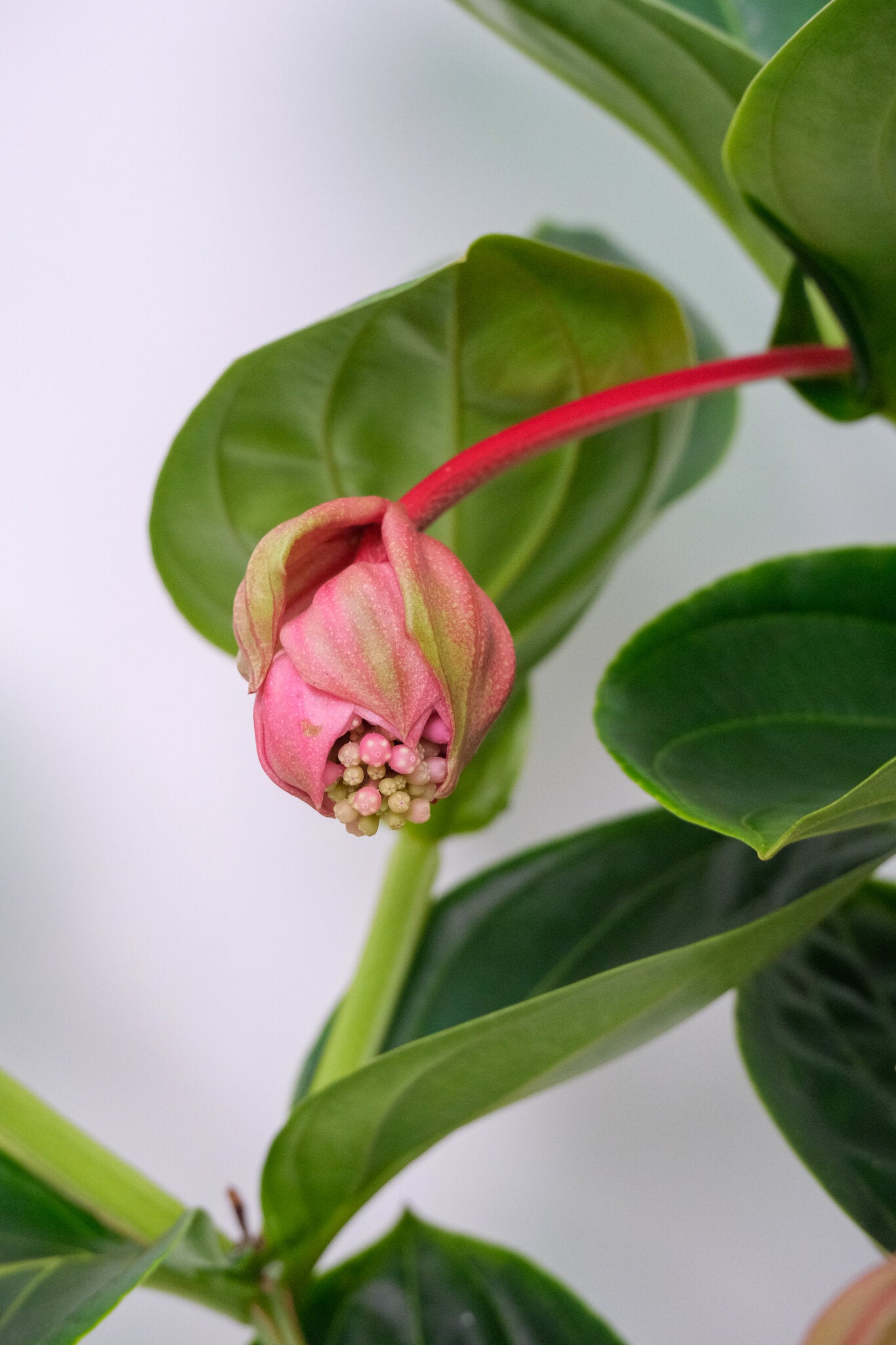 Medinilla magnifica - Image 3