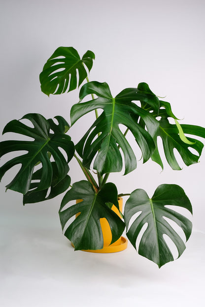 Monstera Deliciosa - Image 3