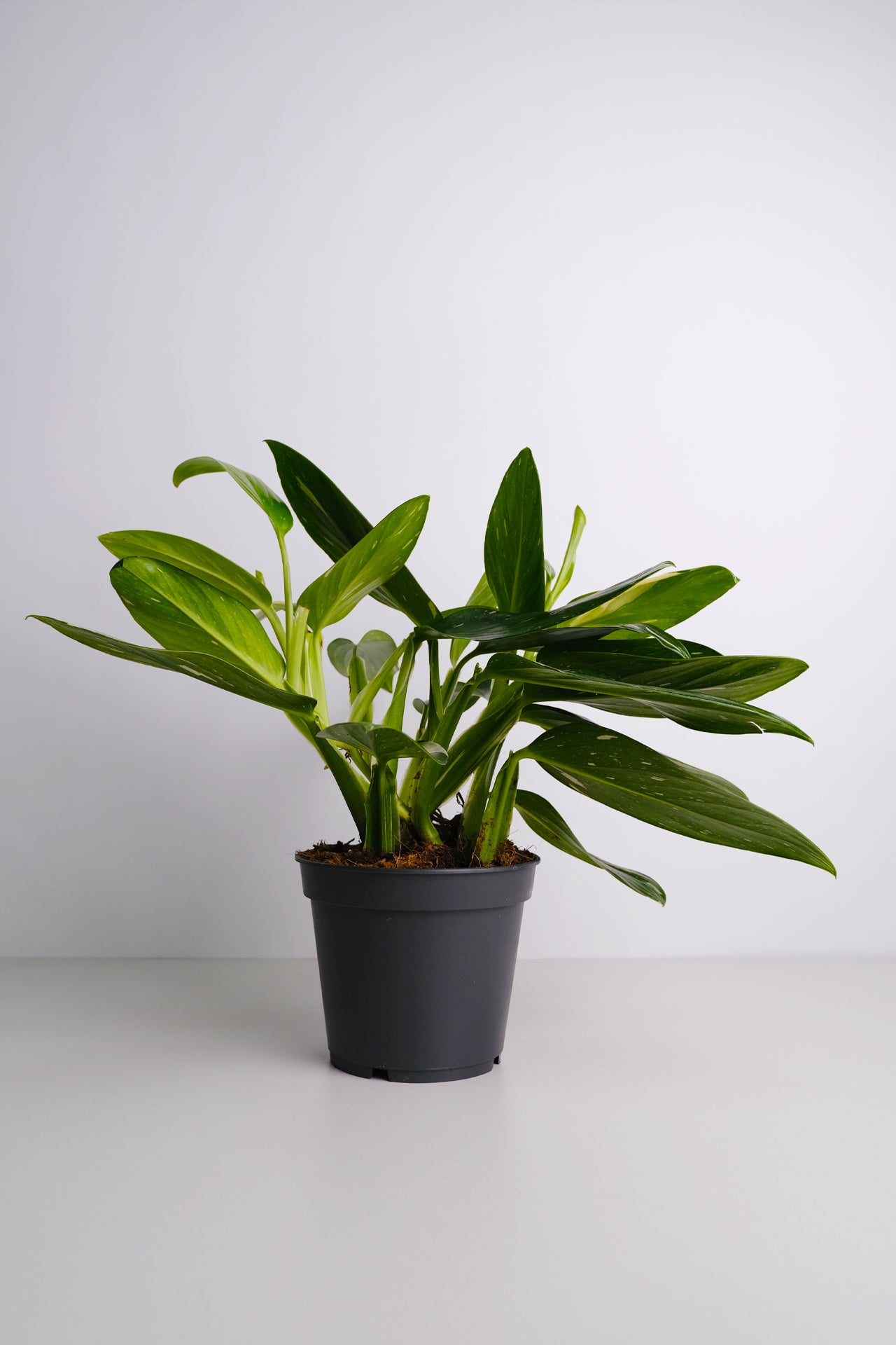 Philodendron Cobra - 3