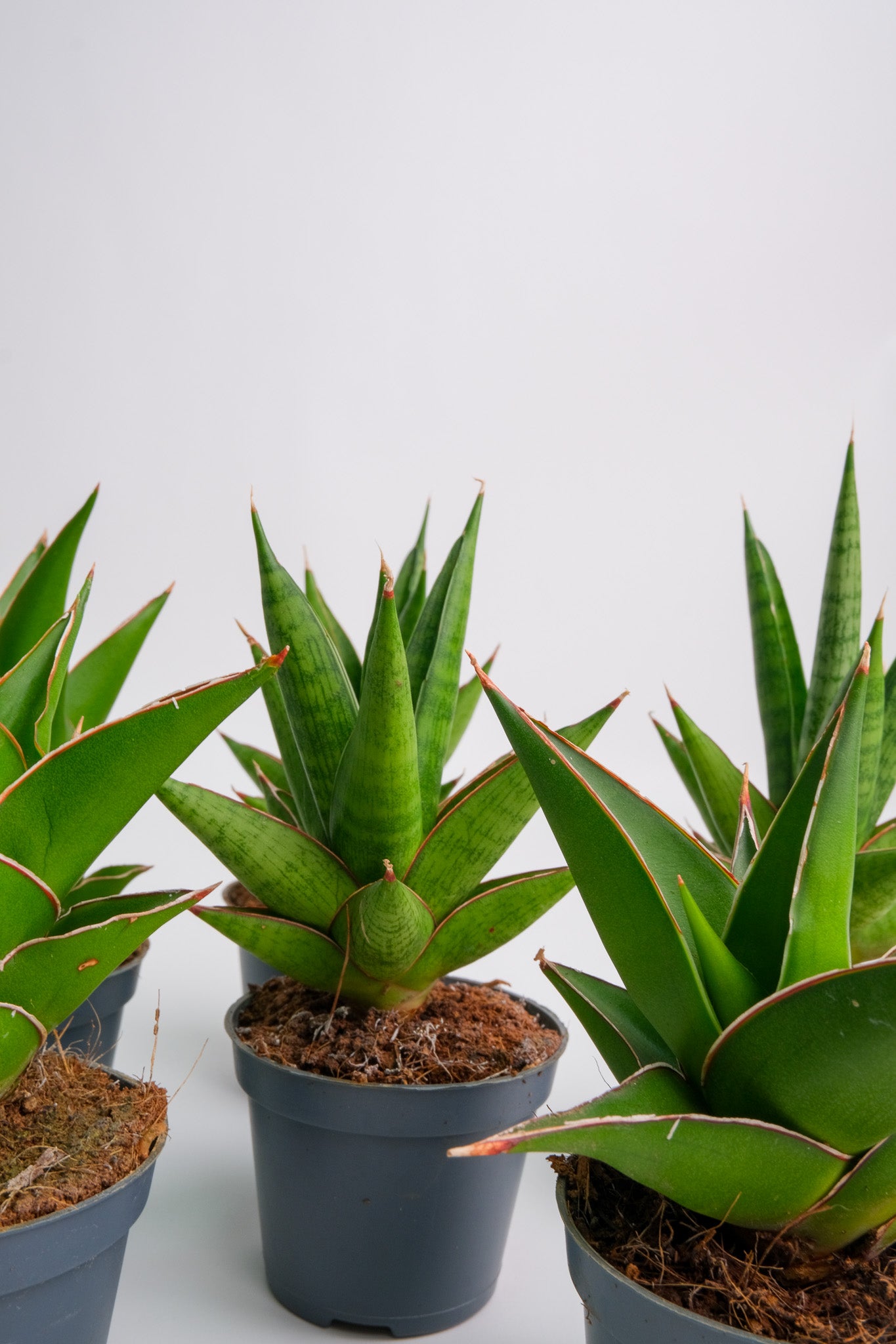 Sansevieria Mix - Image 3